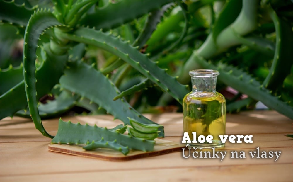 aloe vera na vlasy